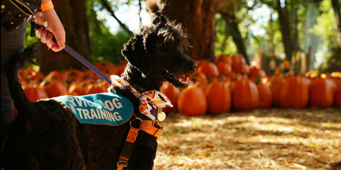 Service dog in training Poodle in a "service dog in training vest" at a pumpkin patch.